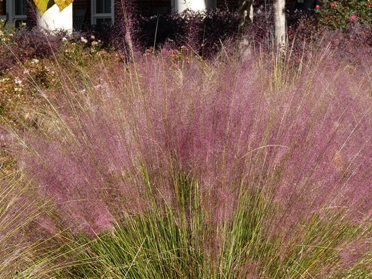 {Muhlenbergia capillaris}